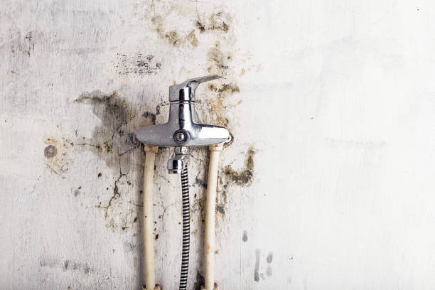 Best Mold Remediation  in Bethalto, IL