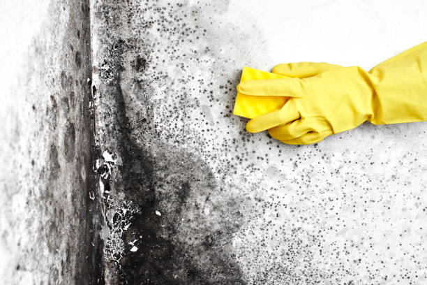Mold Removal Process in Bethalto, IL