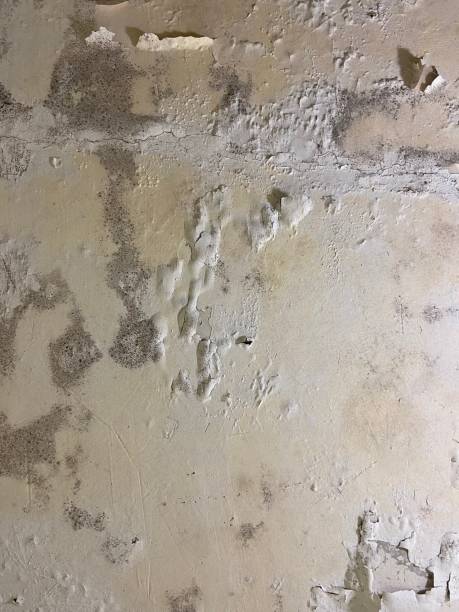 Best Mold Testing  in Bethalto, IL