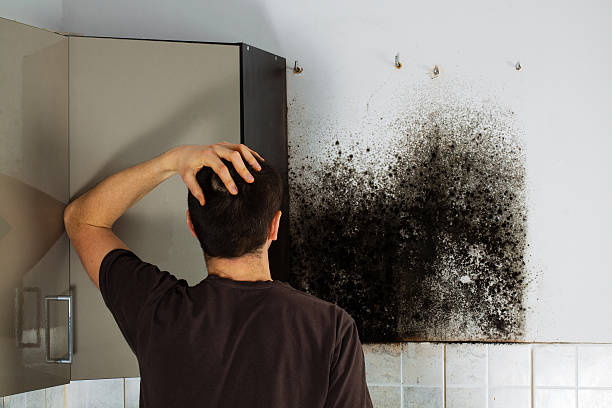 Best Residential Mold Removal  in Bethalto, IL