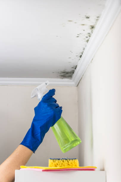 Best Toxic Mold Removal  in Bethalto, IL